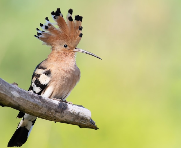 Upupa eurasiatica Upupa epops Un uccello allarga la cresta e si siede su un grosso ramo secco