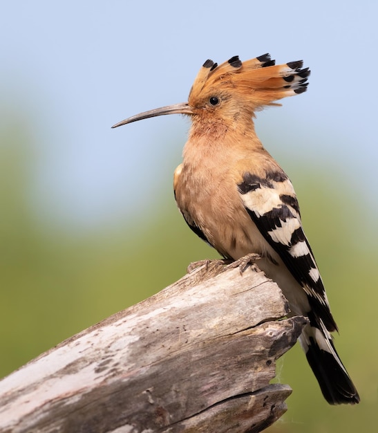 Upupa eurasiatica Upupa epops Un uccello allarga la sua cresta e si siede su un tronco