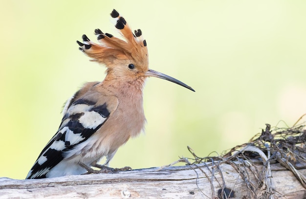 Upupa eurasiatica Upupa epops Un uccello allarga la sua cresta e si siede su un tronco