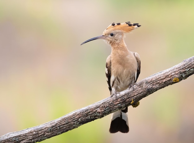 Upupa eurasiatica Upupa epops Un uccello si siede su un bellissimo vecchio ramo