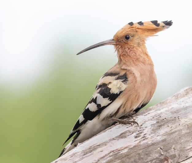 Upupa eurasiatica Upupa epops Un uccello si siede su un tronco e distoglie lo sguardo