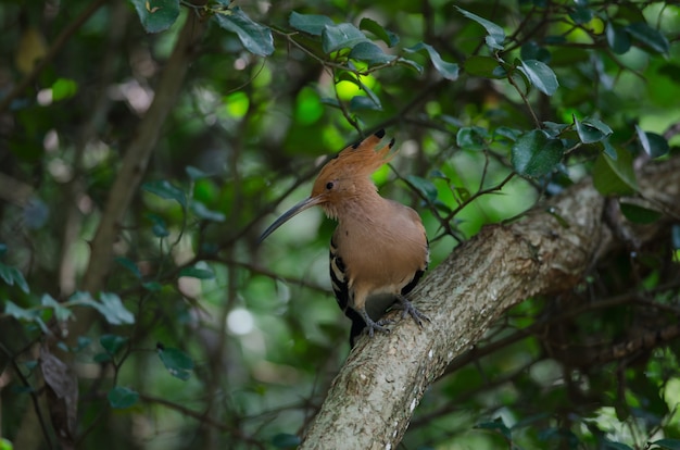 Upupa euroasiatica o upupa comune (epops di Upupa) in natura, Tailandia