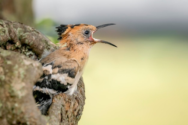 Upupa giovanile (Upupa epops) in un albero cavo.