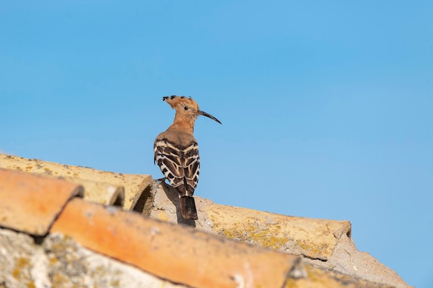 Upupa (Upupa epops) Malaga, Spagna