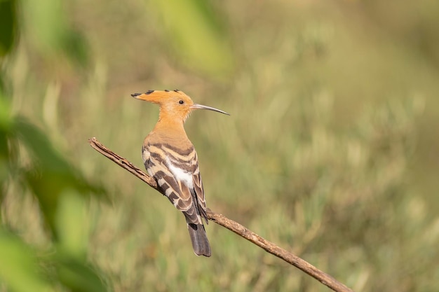 Upupa (Upupa epops) Malaga, Spagna