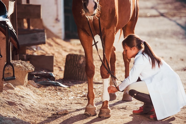 Usando la benda per curare la gamba. Veterinario femminile che esamina cavallo all'aperto presso la fattoria durante il giorno.