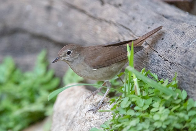 Usignolo comune, usignolo rossiccio o usignolo (Luscinia megarhynchos) Malaga, Spagna