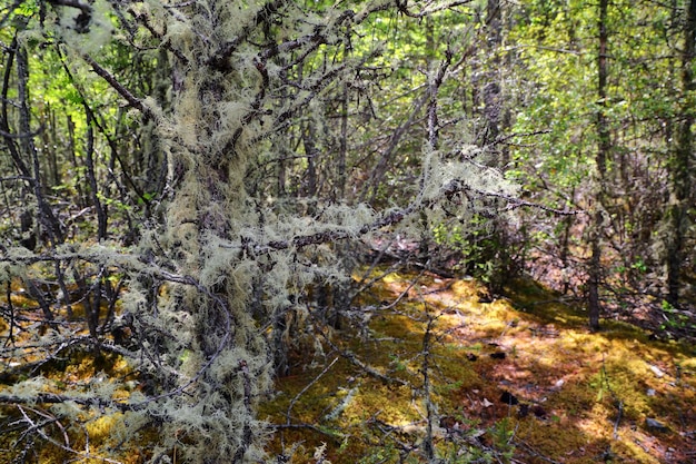 Usnea filamentosa sui rami degli alberi