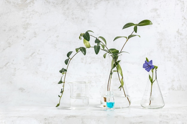 utensili di laboratorio fiale con soluzione e foglie di periwinca su uno sfondo grigio il concetto di cosmetici naturali e medicina a base di erbe