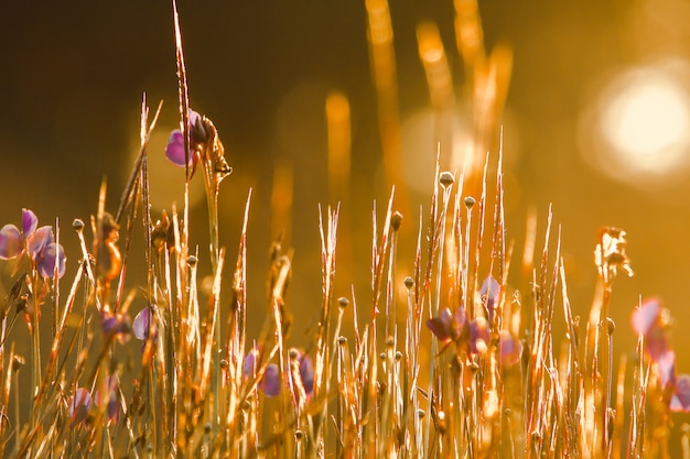 Utricularia delphinioides È una pianta insettivora della famiglia Wong Suoi Wanna Pianta erbacea I fiori sono bouquet di viola scuro.