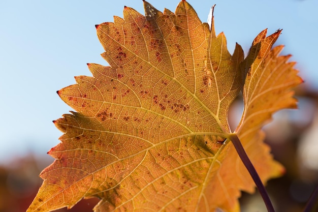 Uva autunnale con foglie rosse la vite al tramonto è giallo rossastra