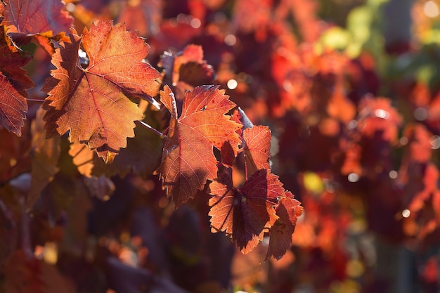 Uva autunnale con foglie rosse la vite al tramonto è giallo rossastra