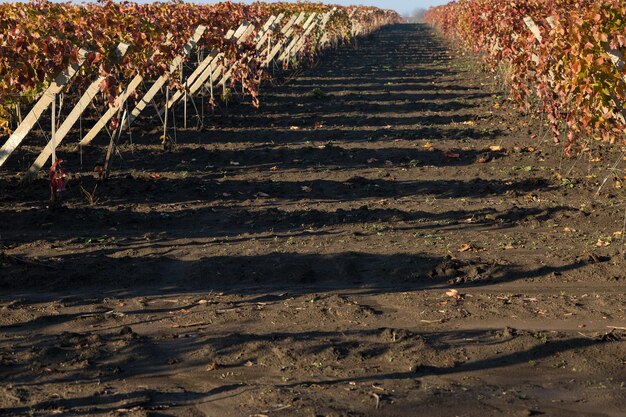 Uva autunnale con foglie rosse la vite al tramonto è giallo rossastra