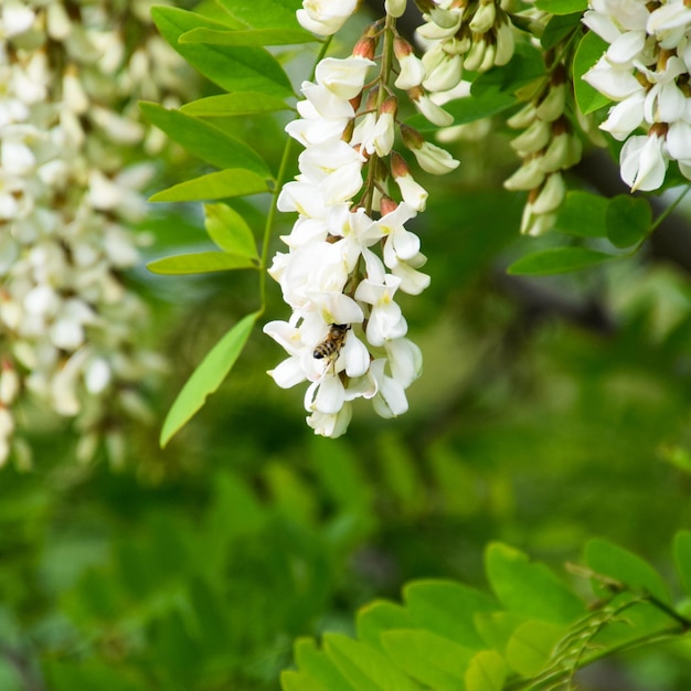 Uva bianca di acacia in fiore