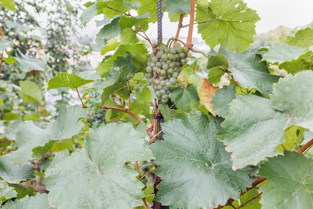 Uva bianca matura nel periodo del raccolto autunnale della vigna