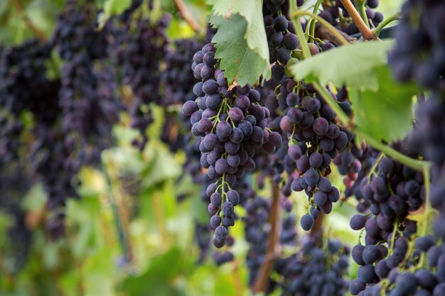 Uva blu che cresce sul vino in vigna. Raccolta di frutti d'uva matura in natura per cibo e vite in autunno.