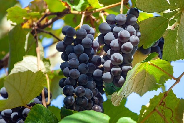 Uva blu in giardino, vendemmia in cantina, frutta. Kakheti.