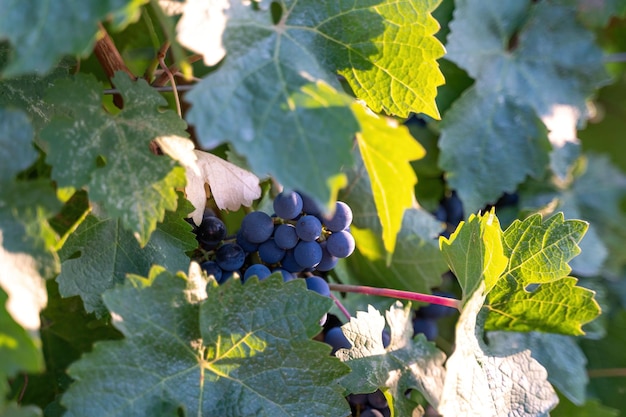Uva blu matura che cresce in vigna al tramonto tempo di messa a fuoco selettiva vigneti uva al tramonto in