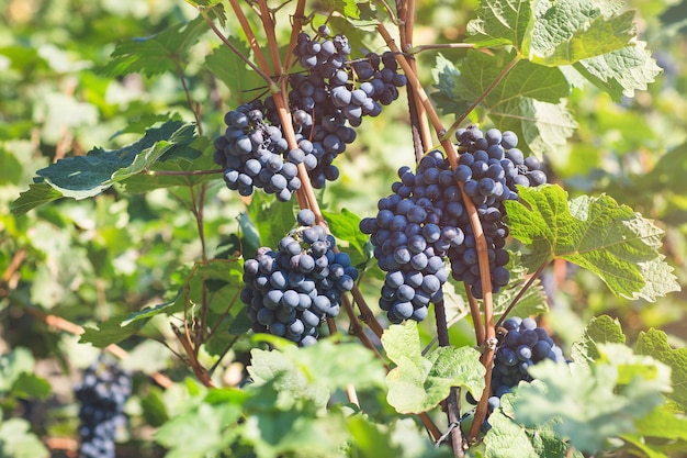 Uva blu matura in vigna. Autunno, giornata di sole, tempo di raccolta. Messa a fuoco selettiva, copia spazio. Concetto di viticoltura