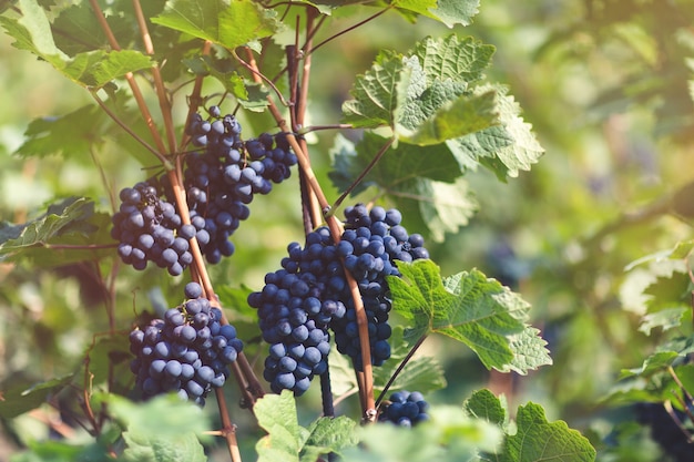 Uva blu matura in vigna autunno giornata di sole tempo di raccolta