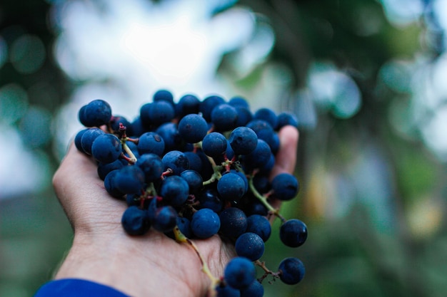 uva blu nelle mani dei contadini