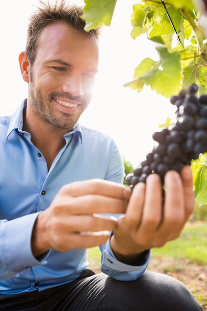 Uva commovente sorridente dell'uomo alla vigna