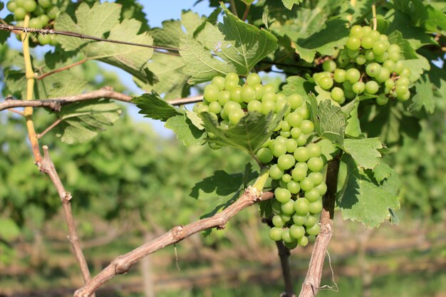 uva con foglie verdi sulla vite. frutta fresca in fattoria