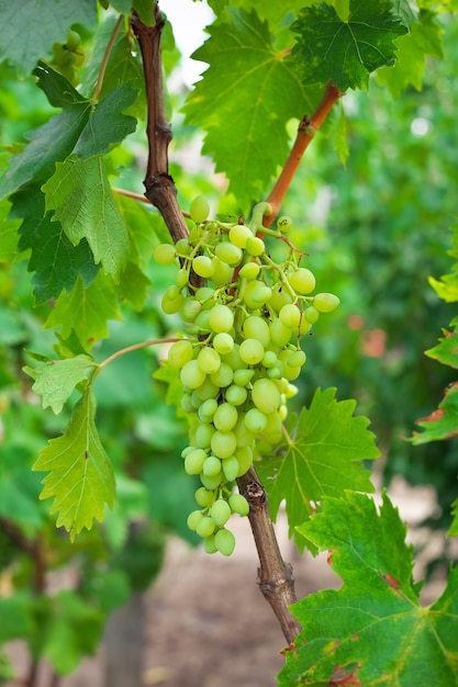 Uva con foglie verdi sulla vite in vigna. Frutta fresca