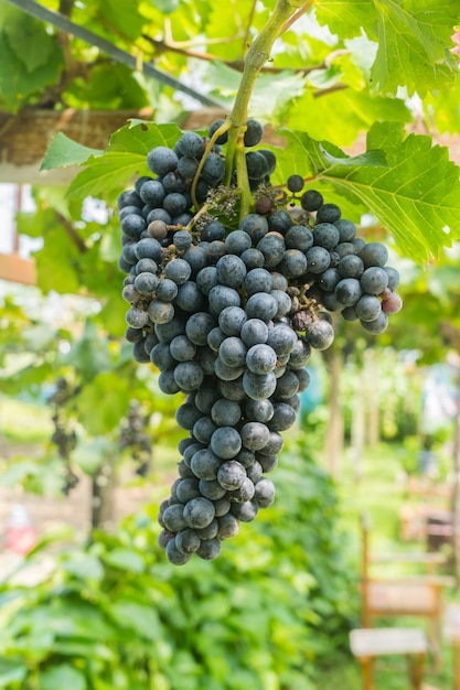 Uva con foglie verdi sulla vite. Piante di vite all&#39;aperto