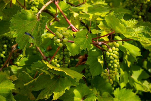 Uva da vino verde non matura che cresce sulla pianta Uva naturale che pende e matura sul ramo