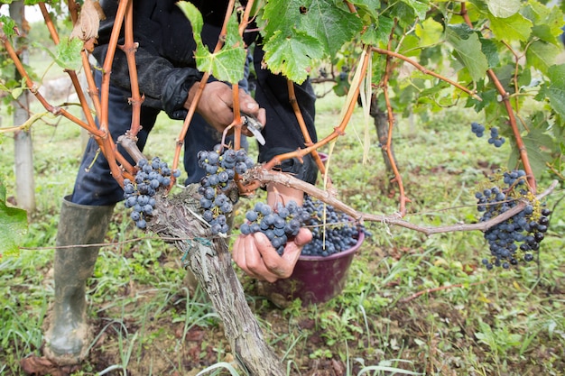 Uva della vigna del raccolto di taglio del coltivatore