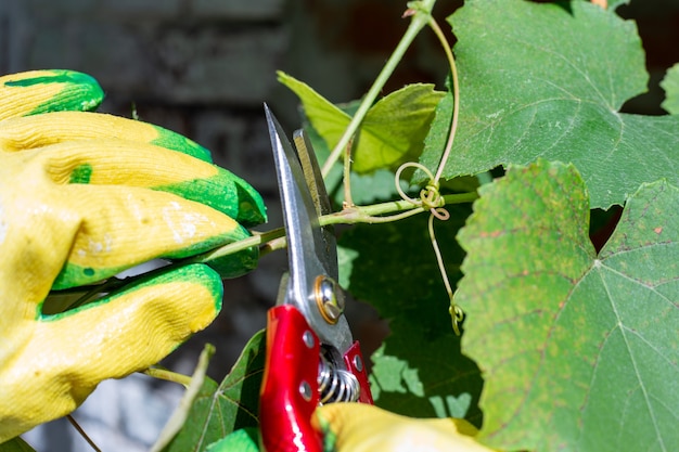 Uva di potatura in autunno. Il giardiniere taglia la vite con un potatore, primo piano.