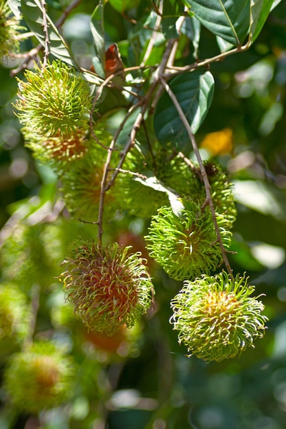 Uva di Rambutan