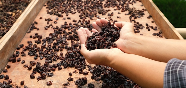 Uva di ribes in mano di giovane donna davanti al cantiere di essiccazione dell'uva passa organica.