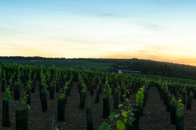 Uva di vite a fila nei vigneti di champagne a montagne de reims