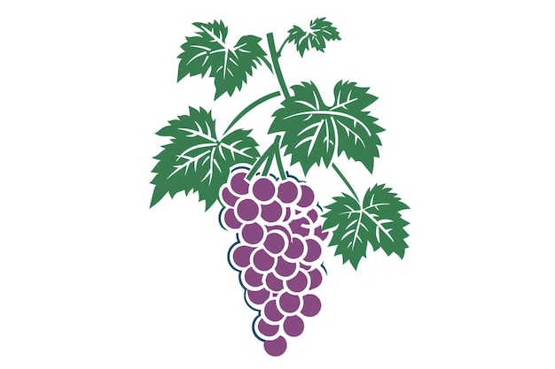 Uva fresca e succosa da vicino dei grappoli di uva rosso-verde e viola sulla vite con le foglie