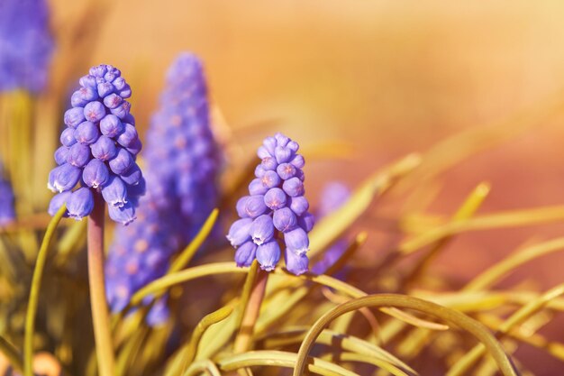 Uva Giacinto Fiori Muscari Primi fiori primaverili blu