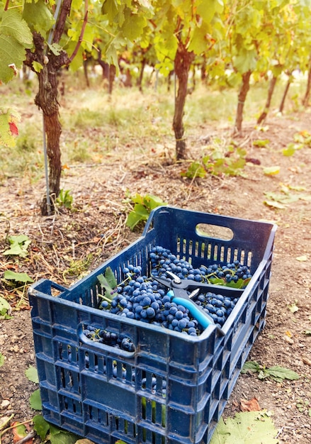 Uva in cassetta di plastica durante la vendemmia nel sud Italia Puglia