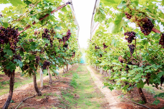 Uva in vigna al sole.