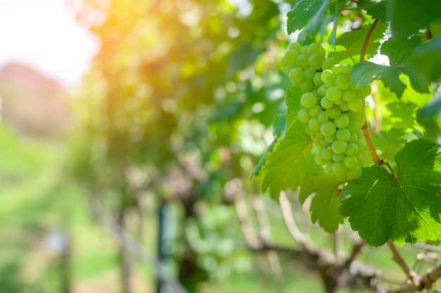 Uva in vigna per la vinificazione