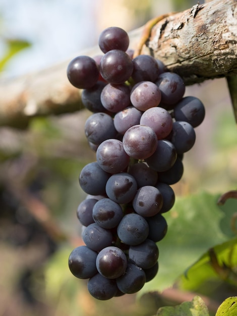 Uva matura nostrana in una giornata di sole in autunno