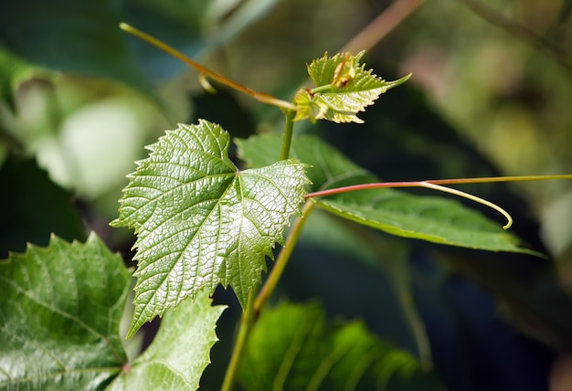 Uva matura su una viticoltura in giardino