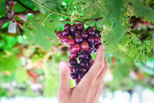 Uva rossa matura in mano degli agricoltori in vigna