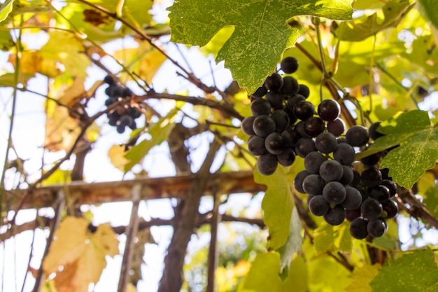 Uva rossa nel vigneto