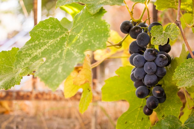 Uva rossa nel vigneto