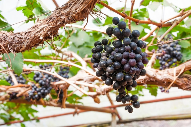 Uva rossa porpora con foglie verdi sulla vite nella frutta fresca del giardino