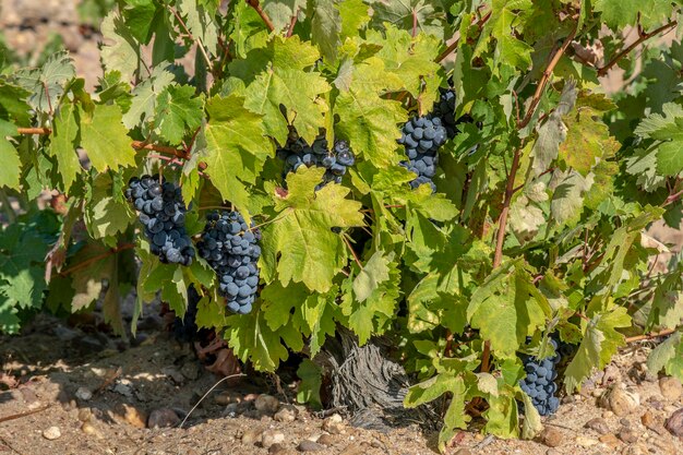 Uva Rossa sulla Vite a Toro Zamora SpagnaxA