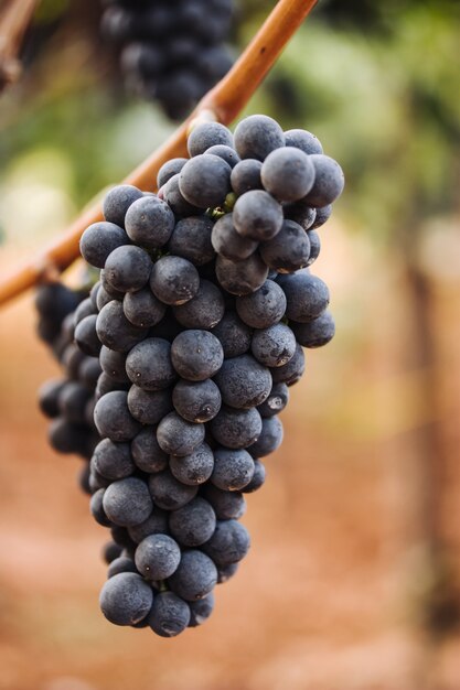 Uva scura per il vino