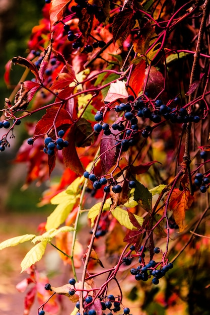 Uva selvaggia di autunno, autunno dorato