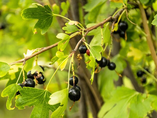 Uva spina e ribes Gibrit Yoshta nero Le bacche crescono su un cespuglio Coltivazione di bacche mature